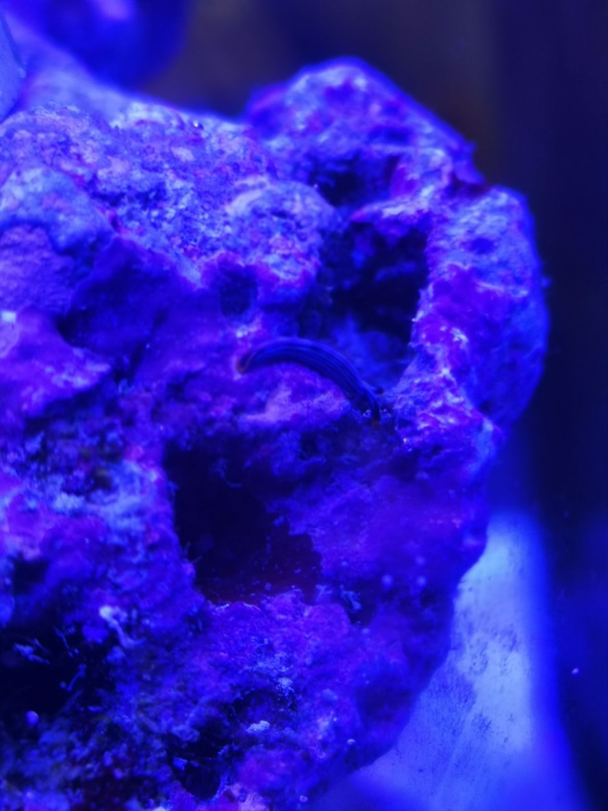 請問大佬這是什么生物？