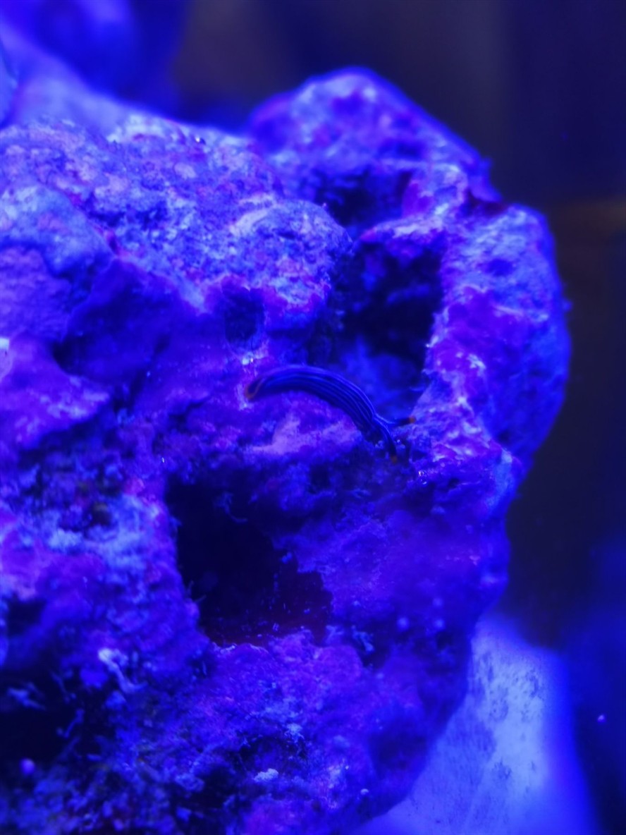 請問大佬這是什么生物？