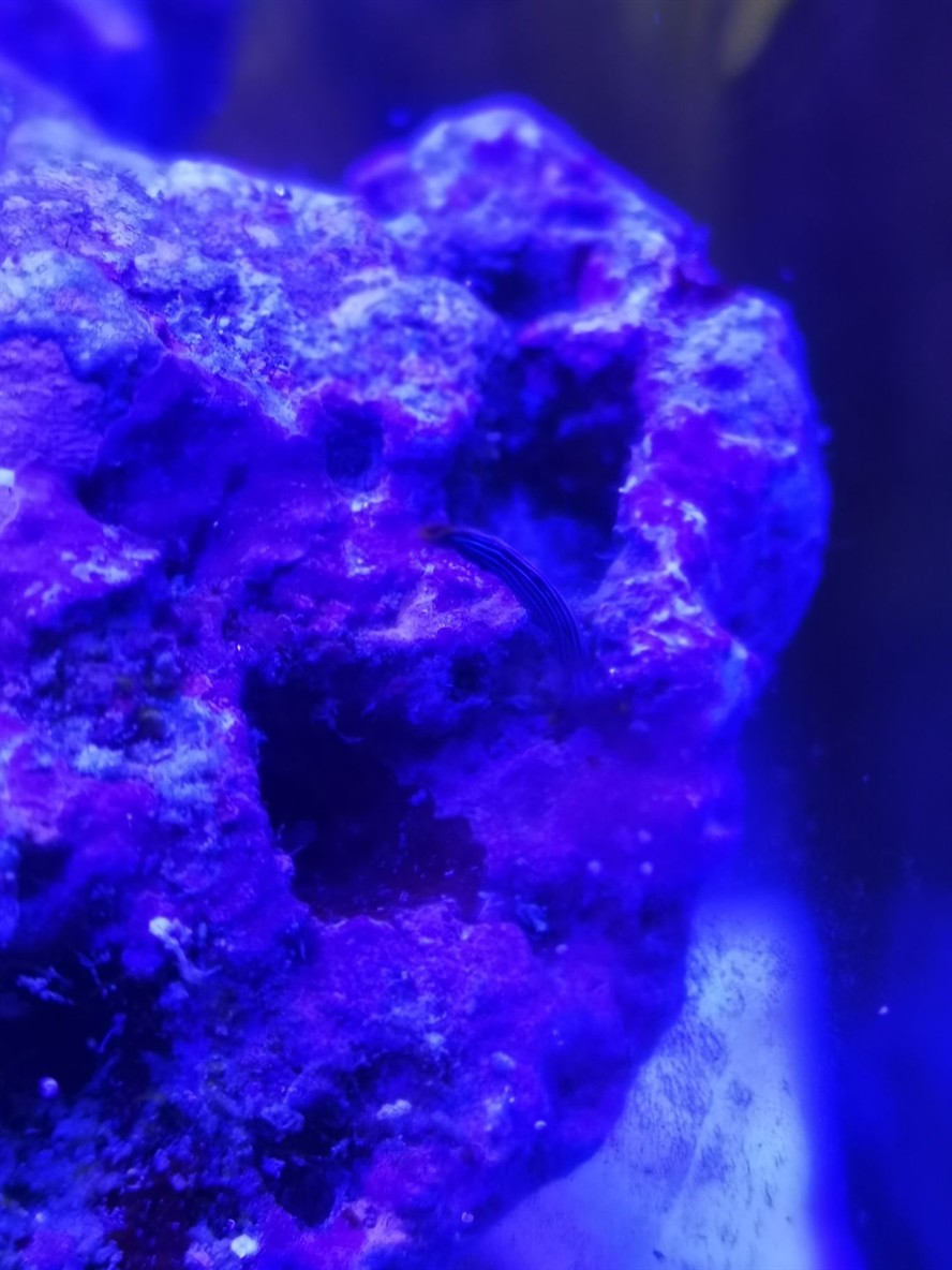 請問大佬這是什么生物？ 請問大佬這是什么生物？ 魟魚百科 第4張