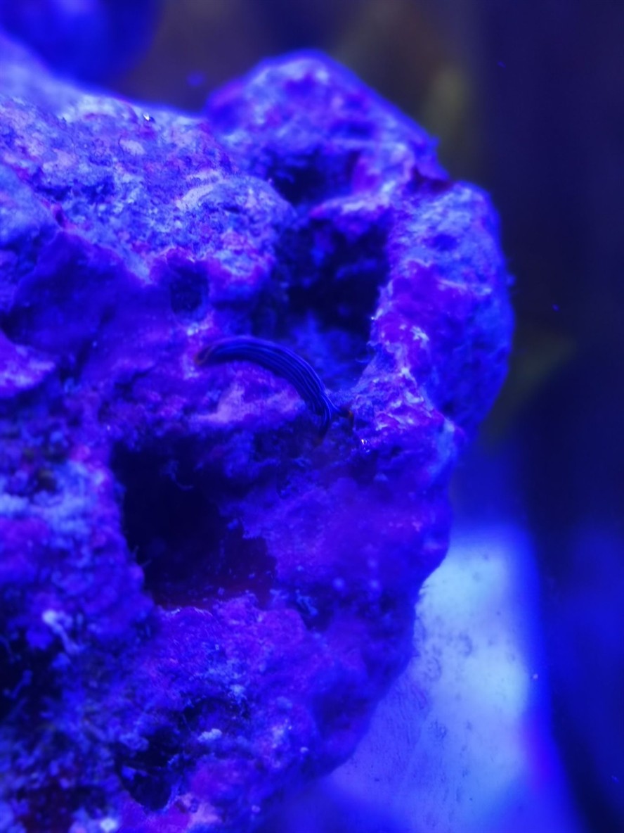 請問大佬這是什么生物？ 請問大佬這是什么生物？ 魟魚百科 第5張