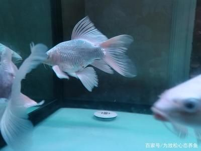 1.5米魚缸養(yǎng)幾條蝴蝶鯉適合：1.5米長的魚缸可以養(yǎng)10-15條蝴蝶鯉，養(yǎng)魚數(shù)量需要考慮多個(gè)因素