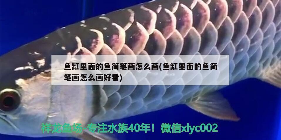 魚缸里面的魚簡筆畫怎么畫(魚缸里面的魚簡筆畫怎么畫好看)