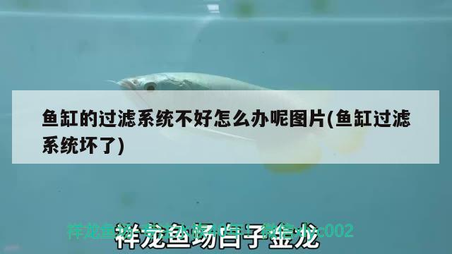 魚缸的過濾系統不好怎么辦呢圖片(魚缸過濾系統壞了)