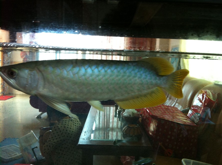 各種龍魚的價格一覽表大全
