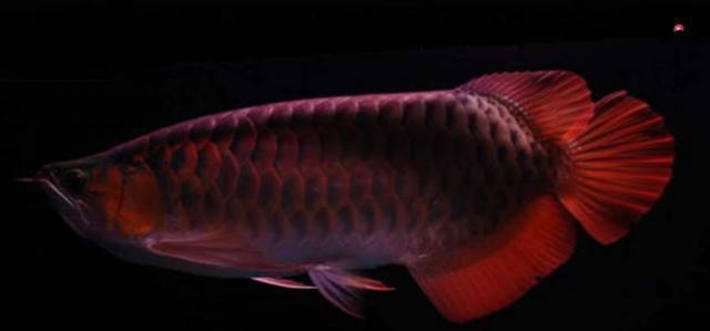 <strong><mark>郴州</mark></strong>紅龍魚價格2688貴嗎？