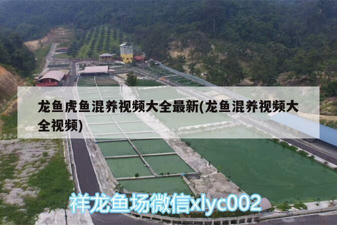 龍魚虎魚混養視頻大全最新(龍魚混養視頻大全視頻)