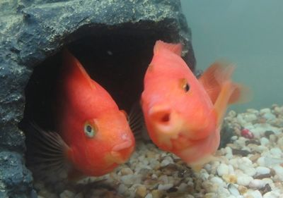 把7條同樣的金魚分別放在3個同樣的魚缸里：7條金魚放入3個魚缸中
