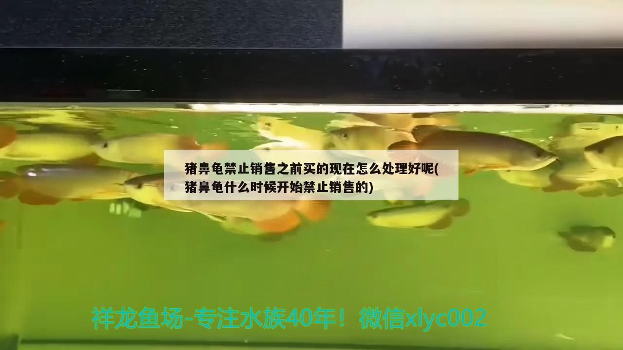 豬鼻龜禁止銷售之前買的現(xiàn)在怎么處理好呢(豬鼻龜什么時候開始禁止銷售的) 豬鼻龜禁止銷售之前買的現(xiàn)在怎么處理好呢(豬鼻龜什么時候開始禁止銷售的) 豬鼻龜百科