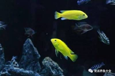 1.8米長0.6米寬0.7米高的魚缸用什么玻璃好看點：選擇魚缸玻璃時需要考慮多個因素，不限于魚缸的尺寸、安全性和價格