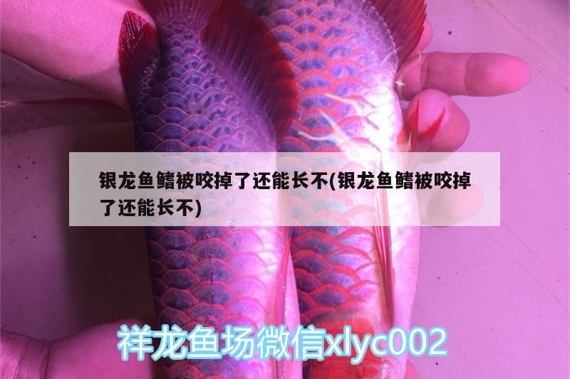 銀龍魚鰭被咬掉了還能長不(銀龍魚鰭被咬掉了還能長不)