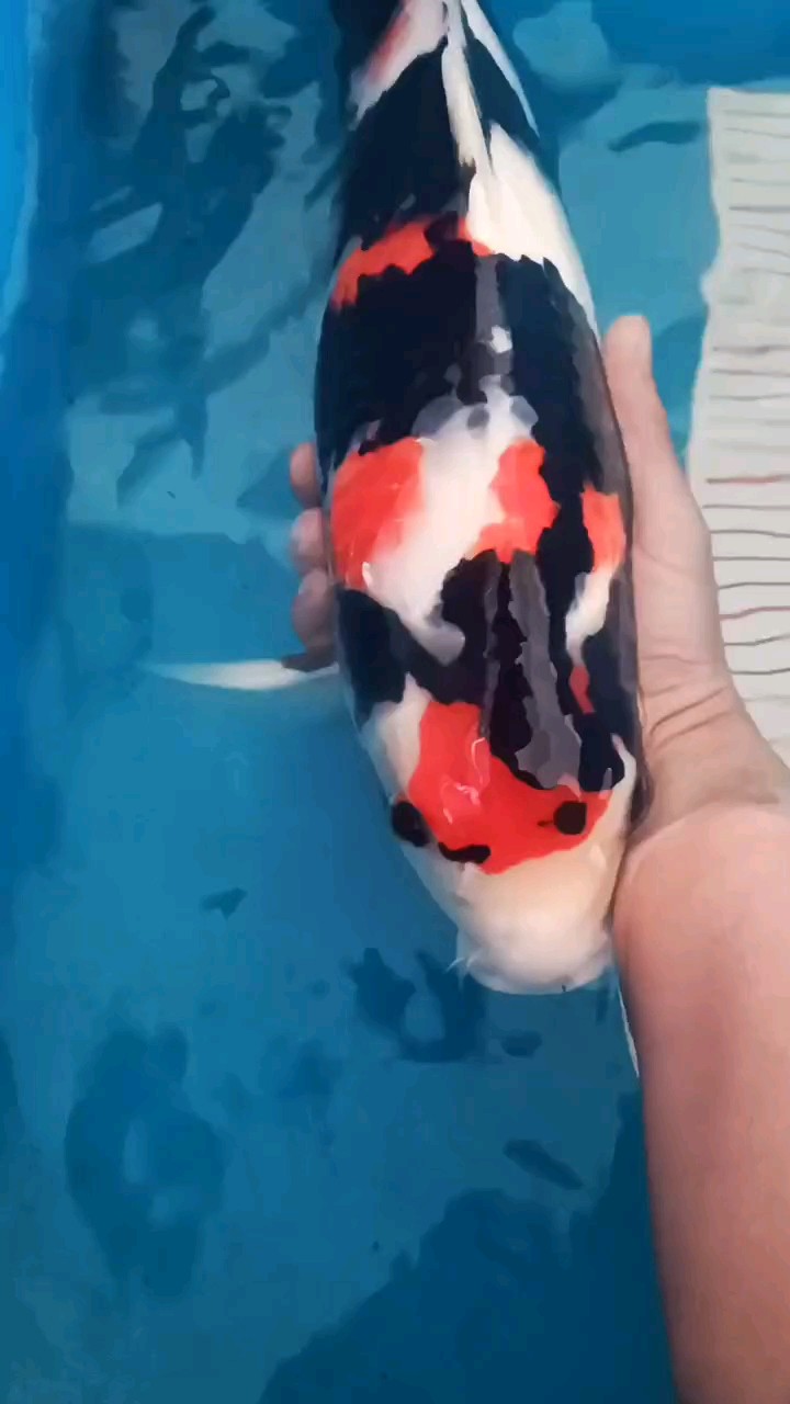 依佐昭和 依佐昭和 龍魚論壇
