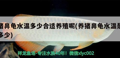 豬鼻龜水溫多少合適養(yǎng)殖呢(養(yǎng)豬鼻龜水溫是多少)