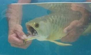 紅龍魚死了會不會運氣不好：如何科學養紅龍魚，紅龍魚死后心理調適，風水與現代科學的關系