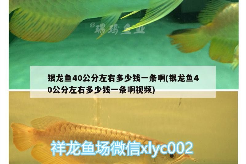 銀龍魚40公分左右多少錢一條啊(銀龍魚40公分左右多少錢一條啊視頻)