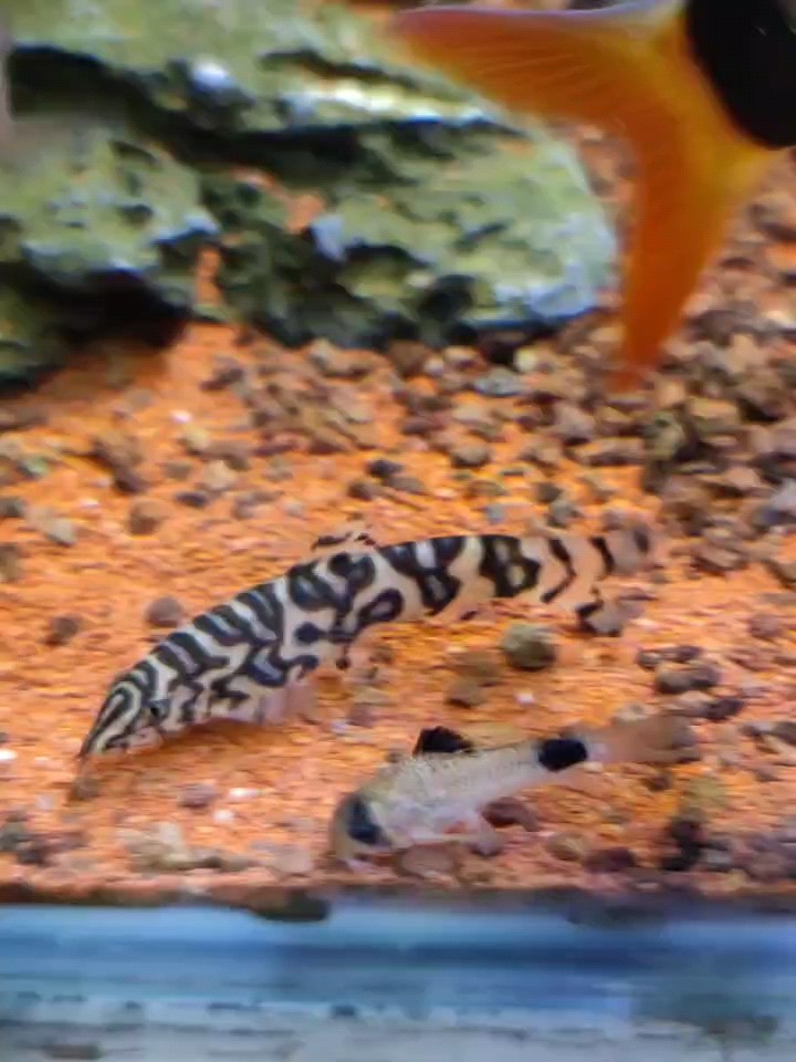 Y Y 龍魚論壇