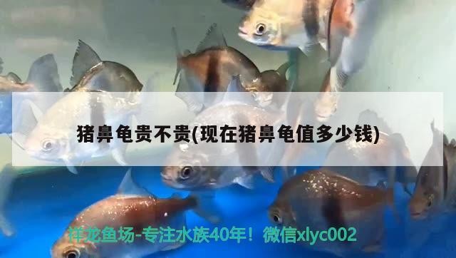 豬鼻龜貴不貴(現在豬鼻龜值多少錢)