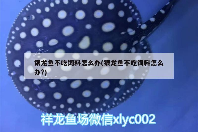 銀龍魚不吃飼料怎么辦(銀龍魚不吃飼料怎么辦?) 銀龍魚不吃飼料怎么辦(銀龍魚不吃飼料怎么辦?) 銀龍魚百科