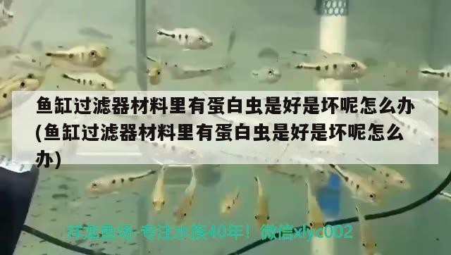 魚缸過濾器材料里有蛋白蟲是好是壞呢怎么辦(魚缸過濾器材料里有蛋白蟲是好是壞呢怎么辦) 魚缸過濾器材料里有蛋白蟲是好是壞呢怎么辦(魚缸過濾器材料里有蛋白蟲是好是壞呢怎么辦) 虎魚百科