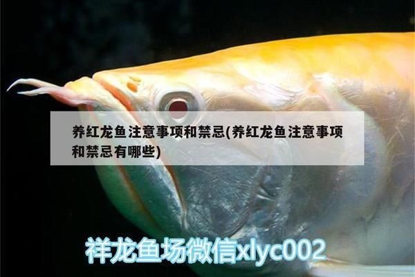 養(yǎng)紅龍魚注意事項和細節(jié)：養(yǎng)紅龍魚需要關注多個細節(jié)以確保它們健康生長 養(yǎng)紅龍魚注意事項和細節(jié)：養(yǎng)紅龍魚需要關注多個細節(jié)以確保它們健康生長 紅龍魚百科 第4張