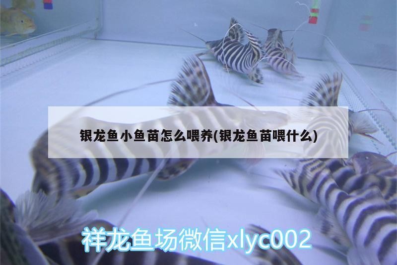 銀龍魚小魚苗怎么喂養(yǎng)(銀龍魚苗喂什么)