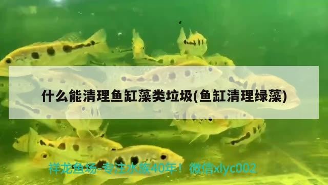 什么能清理魚缸藻類垃圾(魚缸清理綠藻) 什么能清理魚缸藻類垃圾(魚缸清理綠藻) 虎魚百科