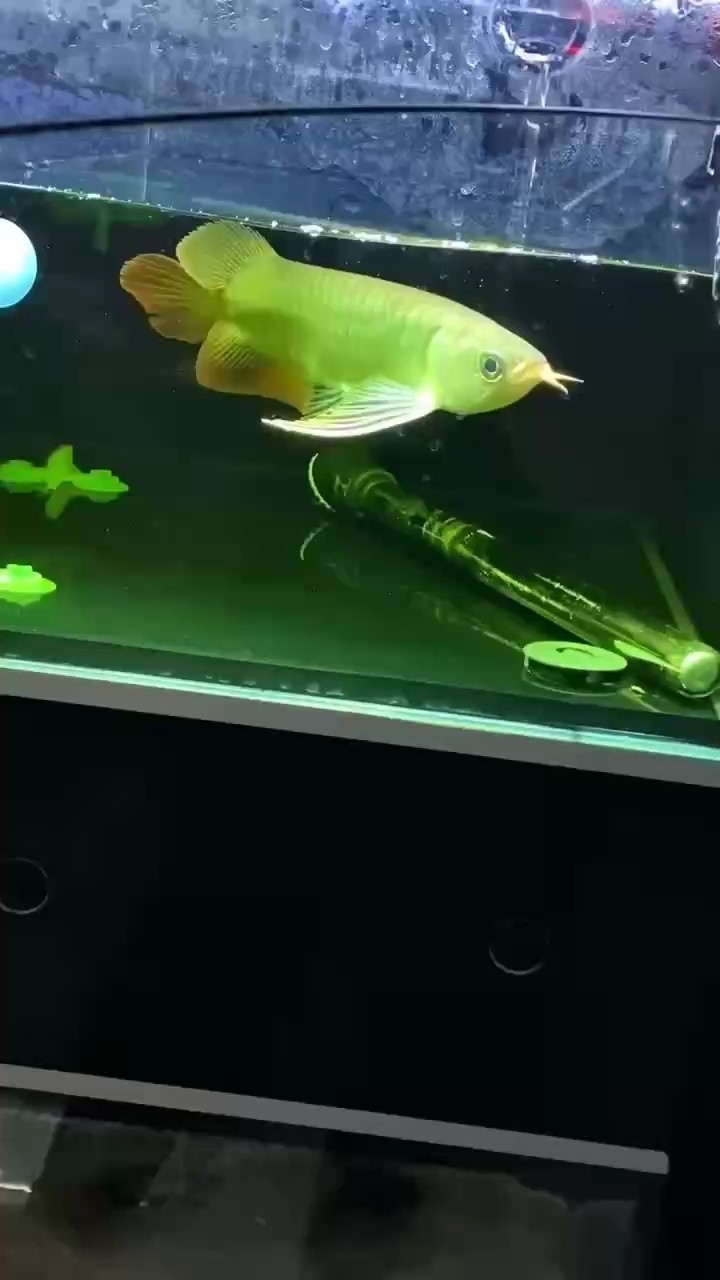 大麒尾炮彈頭紅龍