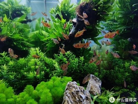 大魚缸水草選擇哪種好呢