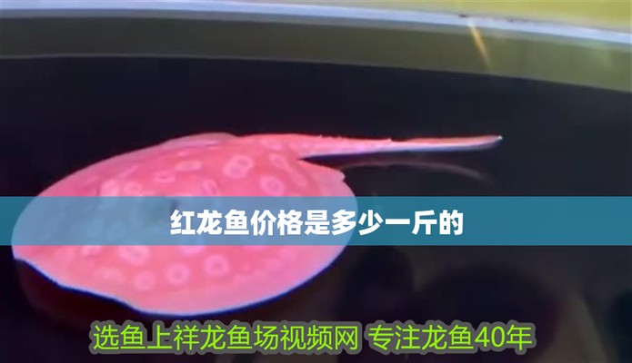 許昌紅龍魚價格2688貴嗎？