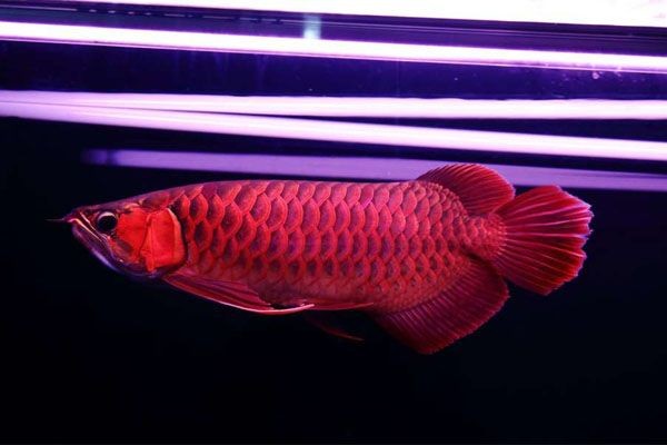 許昌紅龍魚價格2688貴嗎？