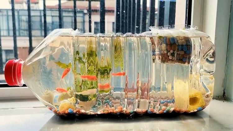 白酒瓶自制魚缸：制作魚缸的方法