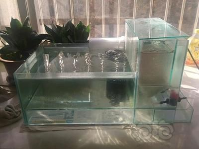 白酒瓶自制魚缸：制作魚缸的方法