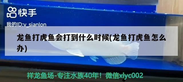 龍魚打虎魚會打到什么時候(龍魚打虎魚怎么辦)