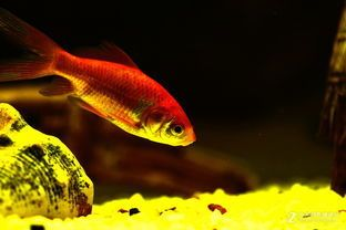 對魚缸里的魚的描寫：水族館設計指南 對魚缸里的魚的描寫：水族館設計指南 魚缸百科 第1張