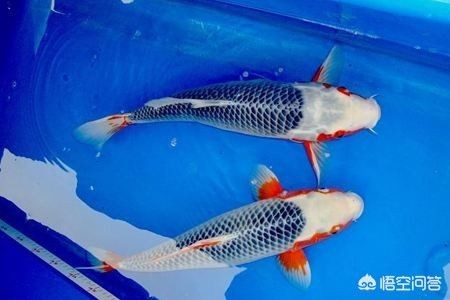 對魚缸里的魚的描寫：水族館設計指南 對魚缸里的魚的描寫：水族館設計指南 魚缸百科 第3張