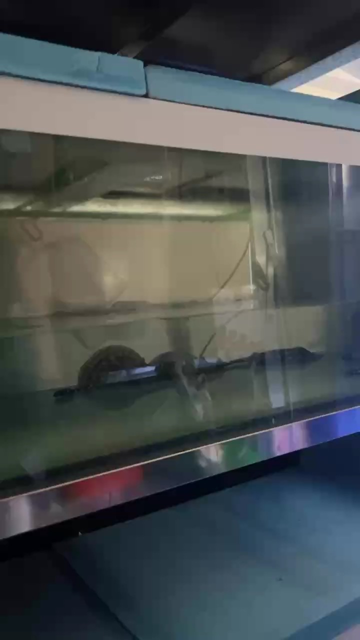 準時準點 準時準點 龍魚論壇