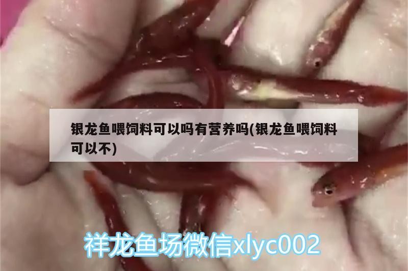 銀龍魚喂飼料可以嗎有營養嗎(銀龍魚喂飼料可以不) 銀龍魚喂飼料可以嗎有營養嗎(銀龍魚喂飼料可以不) 銀龍魚百科 第1張
