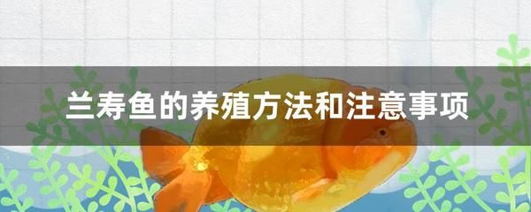 大魚缸怎么養(yǎng)水需要多久：養(yǎng)魚先養(yǎng)水，大魚缸養(yǎng)水時間取決于魚缸大小和水質的要求