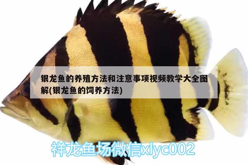 銀龍魚的養殖方法和注意事項視頻教學大全圖解(銀龍魚的飼養方法)