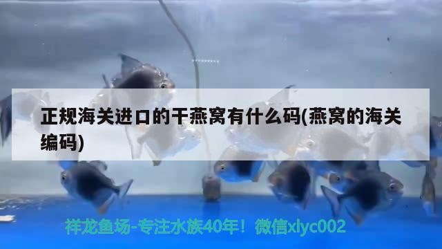 廈門市湖里區四季園鮮花水族店（廈門市湖里區四季園鮮花水族店地址）