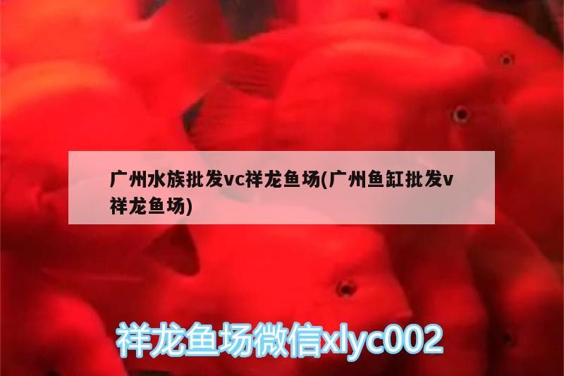 廣州水族批發vc祥龍魚場(廣州魚缸批發v祥龍魚場) 廣州水族批發vc祥龍魚場(廣州魚缸批發v祥龍魚場) vs祥龍魚場