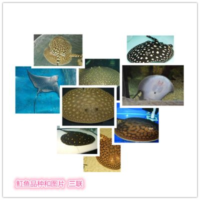 福魟魟魚飼料保存方法介紹，福[需手動填充][需手動填充]魚飼料保存方法