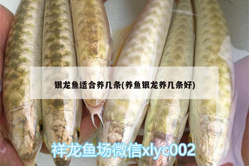 銀龍魚適合養幾條(養魚銀龍養幾條好)