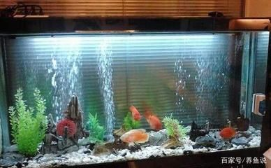 比較好養觀賞魚的魚缸推薦：好養的觀賞魚及其對應的魚缸選擇建議