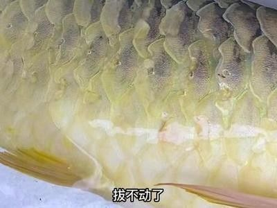紅龍魚趴缸在水底不動怎么回事：紅龍魚趴缸在水底不動可能是由多種因素引起的 紅龍魚趴缸在水底不動怎么回事：紅龍魚趴缸在水底不動可能是由多種因素引起的 紅龍魚百科 第4張