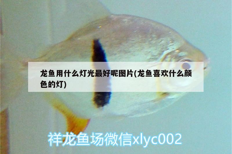 煙臺魚缸定制廠家電話號碼（煙臺魚具廠）