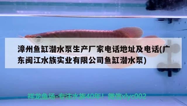漳州魚缸潛水泵生產(chǎn)廠家電話地址及電話(廣東閩江水族實(shí)業(yè)有限公司魚缸潛水泵) 漳州魚缸潛水泵生產(chǎn)廠家電話地址及電話(廣東閩江水族實(shí)業(yè)有限公司魚缸潛水泵) 虎魚百科