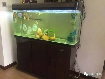 大號魚缸轉讓出售:♂大號魚缸轉讓出售信息僅供參考 魚缸百科 第3張 大號魚缸轉讓出售:♂大號魚缸轉讓出售信息僅供參考 大號魚缸轉讓出售:♂大號魚缸轉讓出售信息僅供參考 魚缸百科 第3張