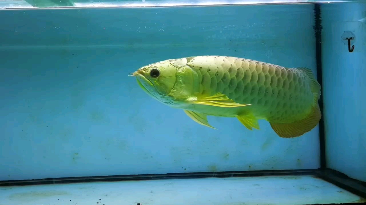 金甲戰神