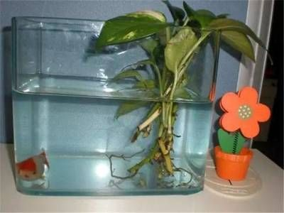 八十厘米魚缸養(yǎng)什么魚：八十厘米的魚缸養(yǎng)什么魚