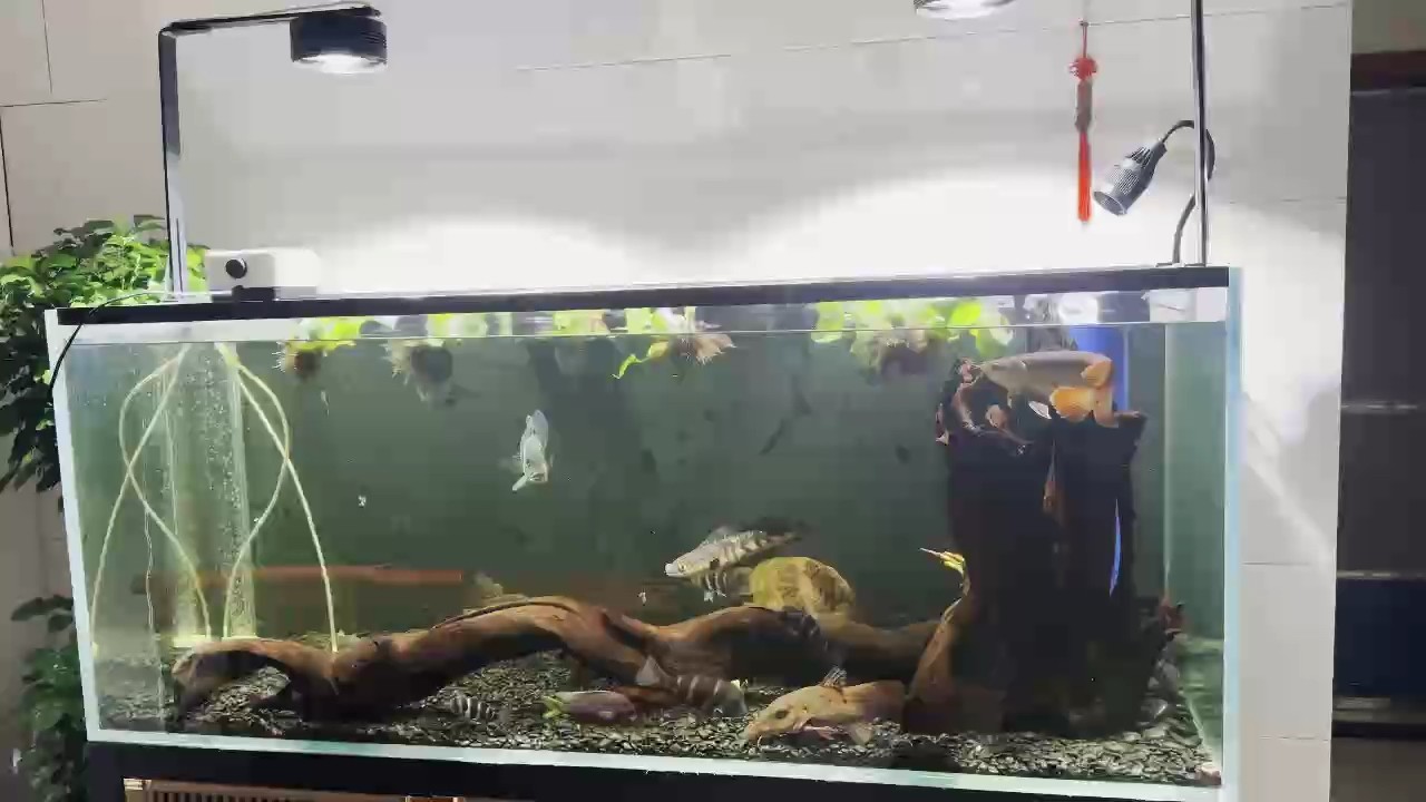 混養(yǎng)兩個月